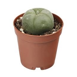 Cactus Peyote 3cm