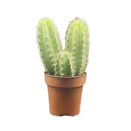 Cactus San Pedro 5/10cm