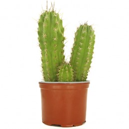 Cactus San Pedro 15/20cm