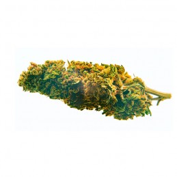 Flor de CBD Blueberry 3gr. Bee Products