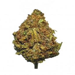 copy of Mini Buds...