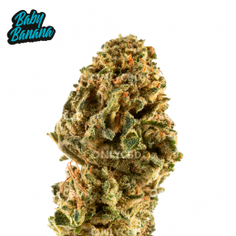 Mini Buds CBD Baby Banana . Only Cbd