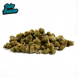 Mini Buds CBD Baby Banana . Only Cbd