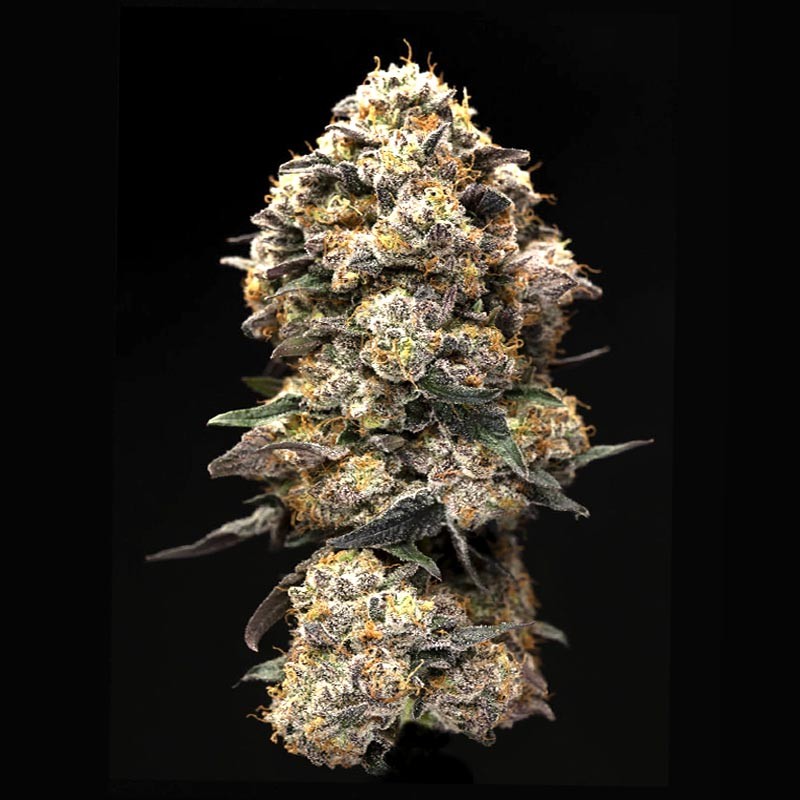 Flor de CBD 3gr Passion Haze. Eva