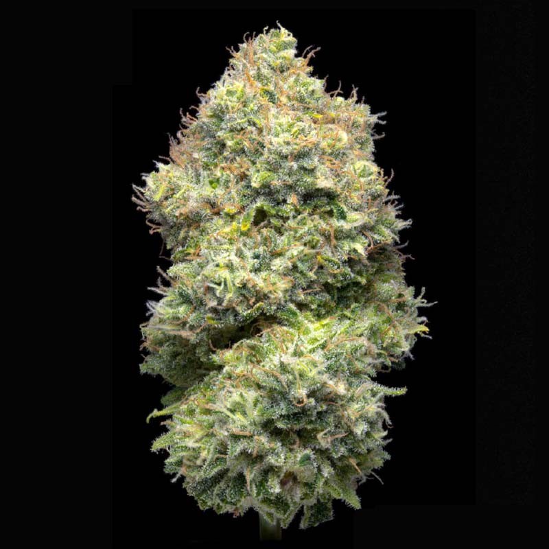 Flor de CBD 3gr Genesis OG. Eva