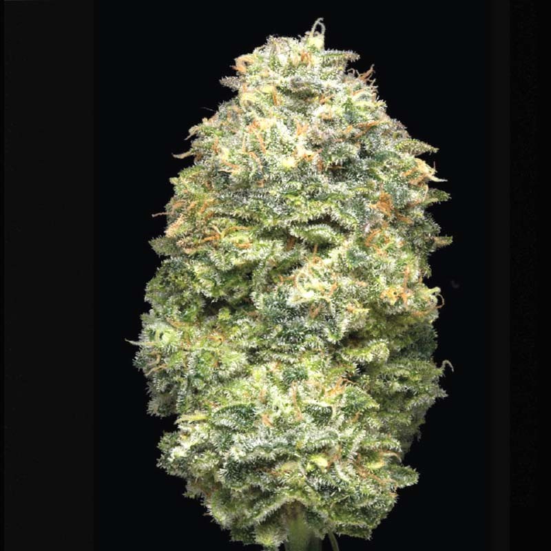 Flor de CBD 3gr Apple Tree OG. Eva