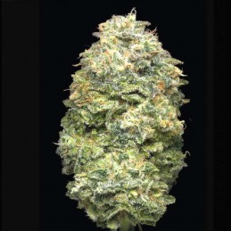 Pack EVA CBD con REGALO