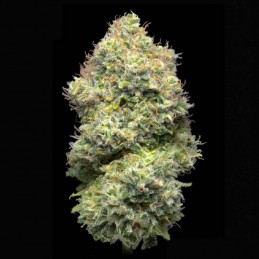 Pack EVA CBD con REGALO