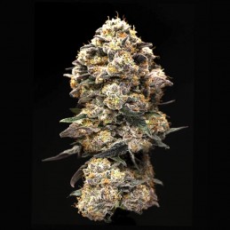 Pack EVA CBD con REGALO