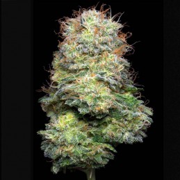 Pack EVA CBD con REGALO