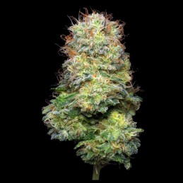 Flor de CBD Small buds 10gr White Caviar. Eva