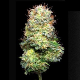 Flor de CBD Small buds 25gr Black Caviar. Eva