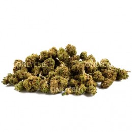 Mini Buds CBD Lil Box 25gr Only Cbd