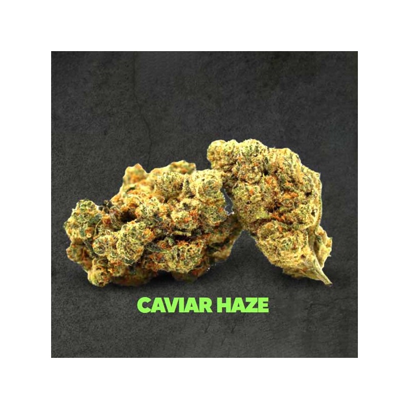 Flor Magic Sauce Caviar Haze 1g - 50% Magic Sauce