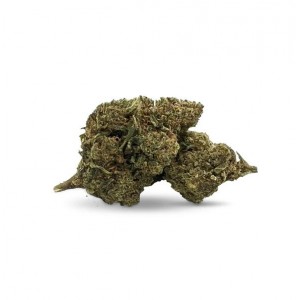 Flor de 10-OH 30% 1gr. Mimosa Magic Farmers